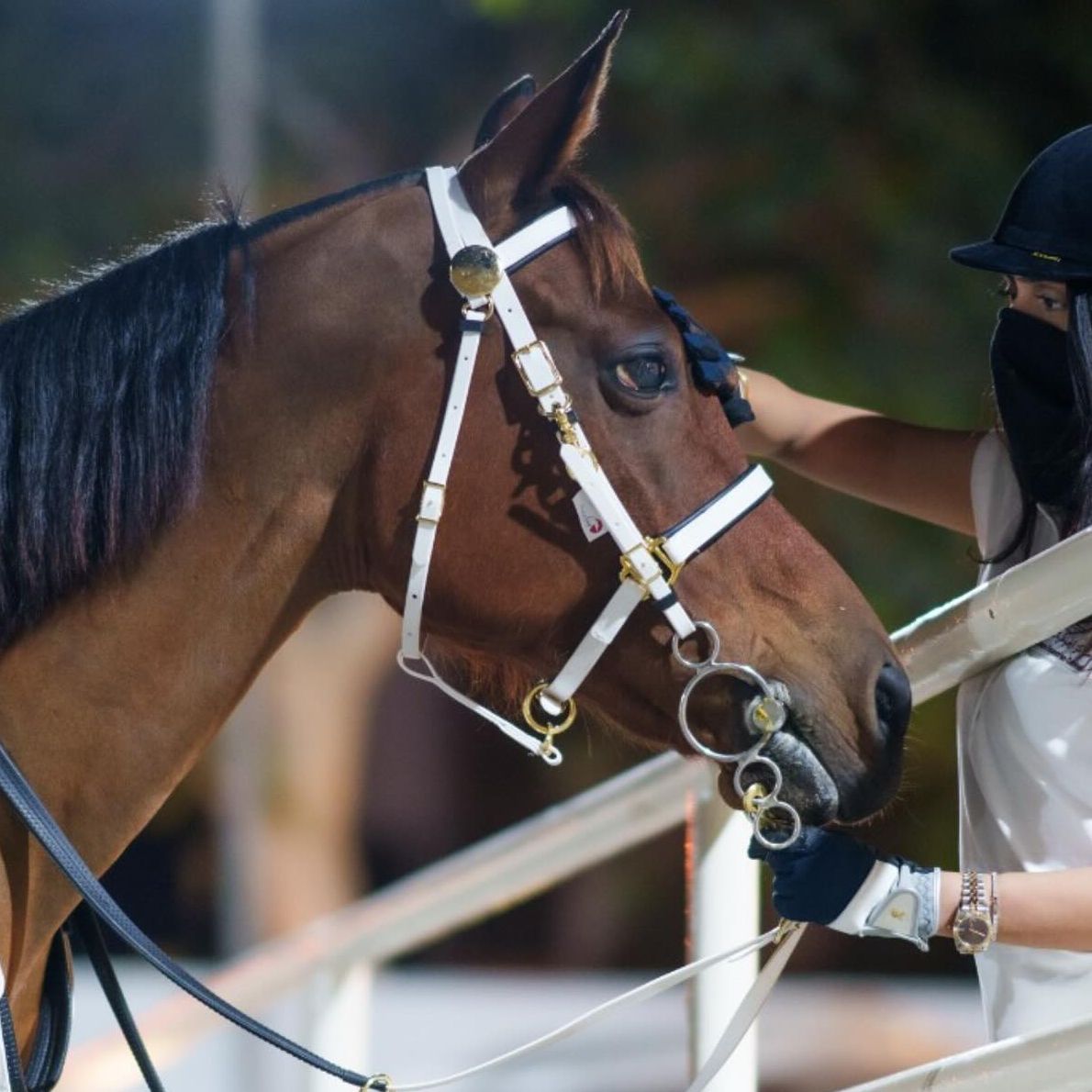 20% off on all Monthly and Daily Training Classes offer at AlJawhara Equestrian Center
