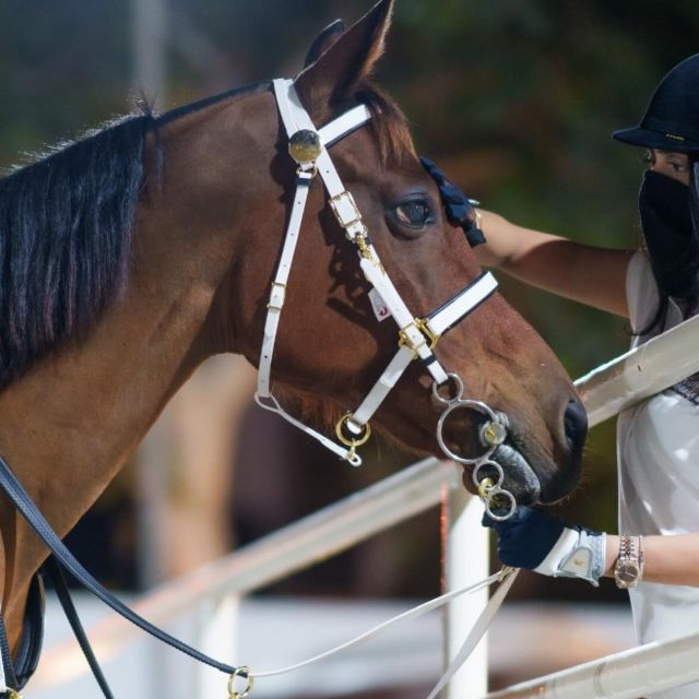20% off on all Monthly and Daily Training Classes discount at AlJawhara Equestrian Center