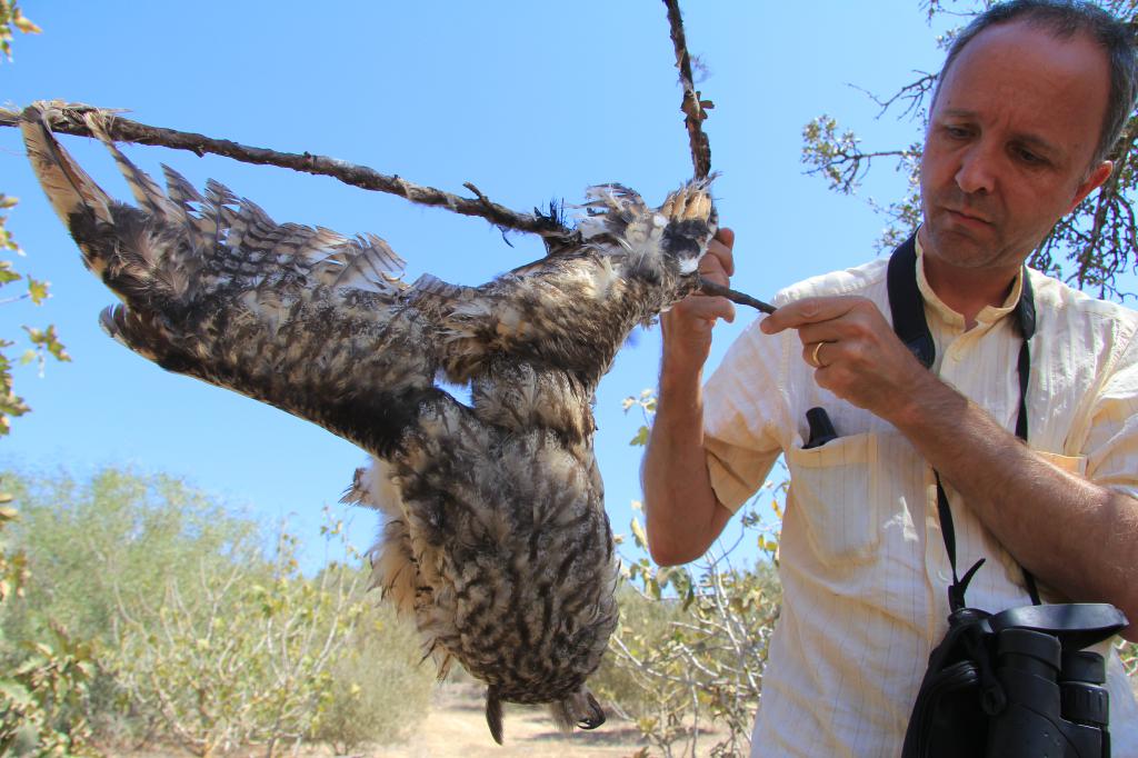 Long-earred-owl-on-limestick-c-C.-Hein.jpg-800206ca539f95460314e7791ff8a97d.jpg