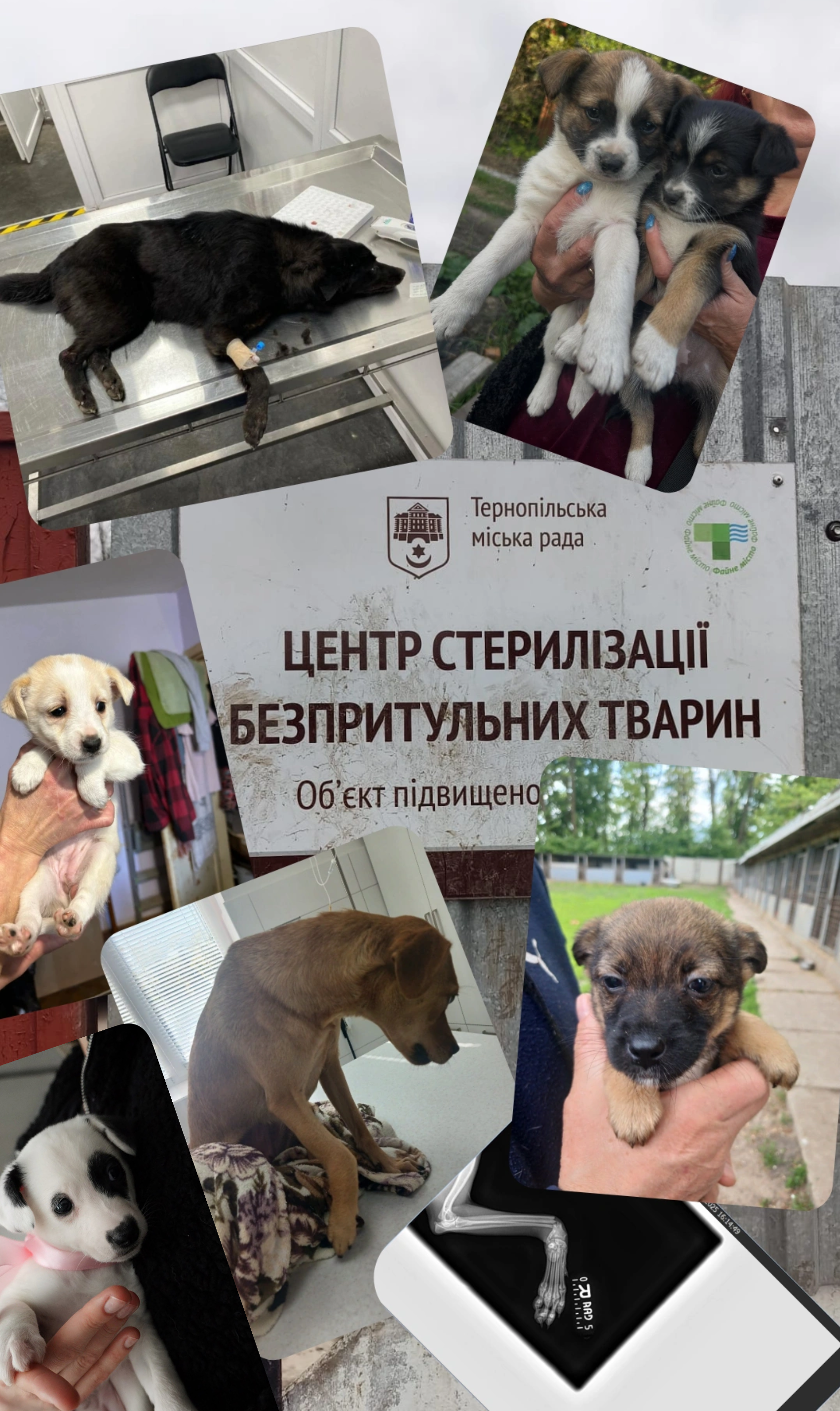 kolaz-pejsci-utulek.png-1a3df35be175b39c88bc1eb334060a56.png