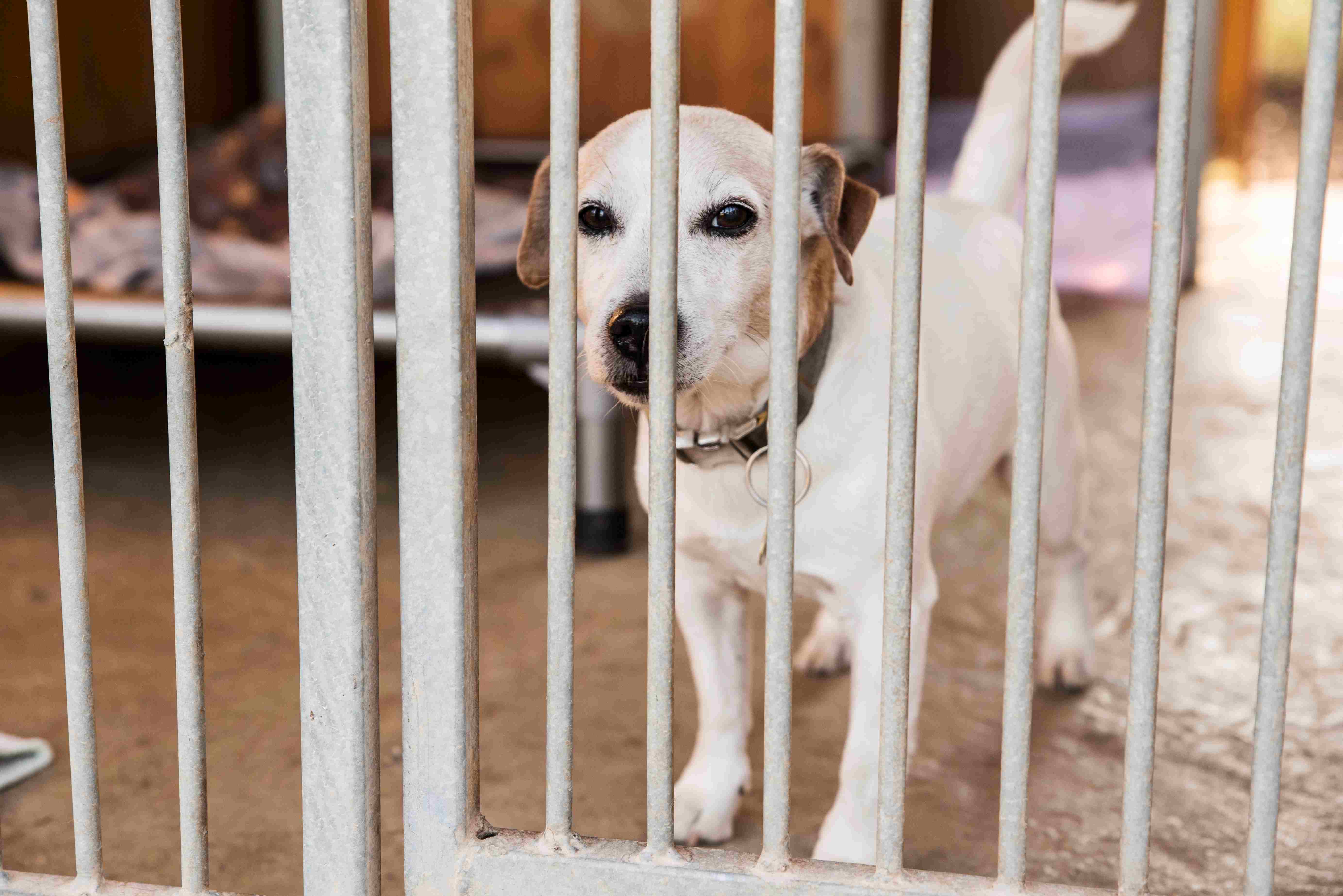 Firemní vánoční sbírka YUNGO, s.r.o. / Help for dogs in shelter - from employees YUNGO