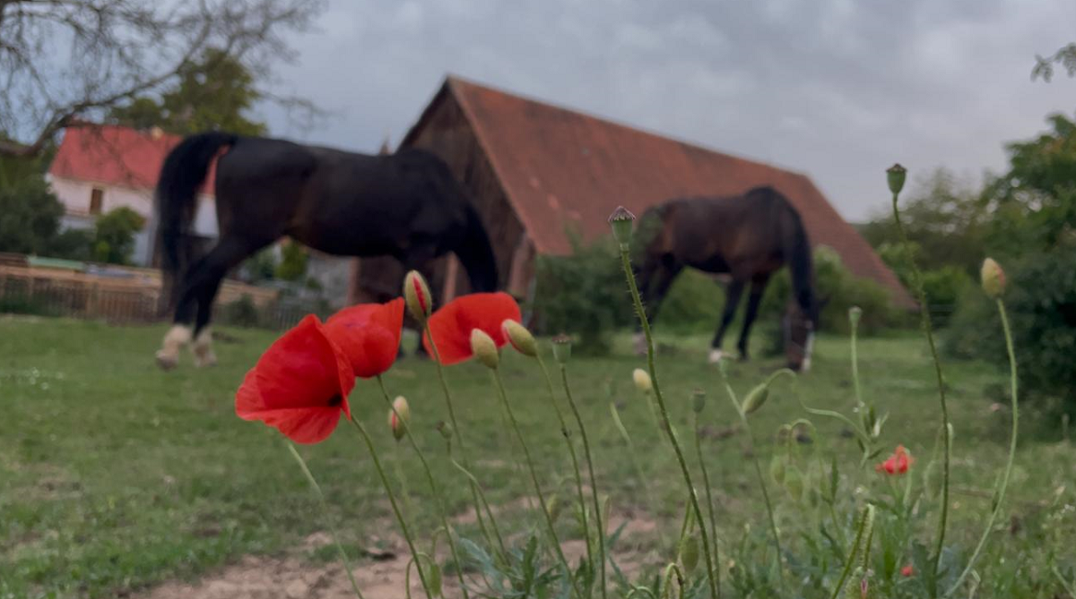 Zachráněná zvířata na Pastvě