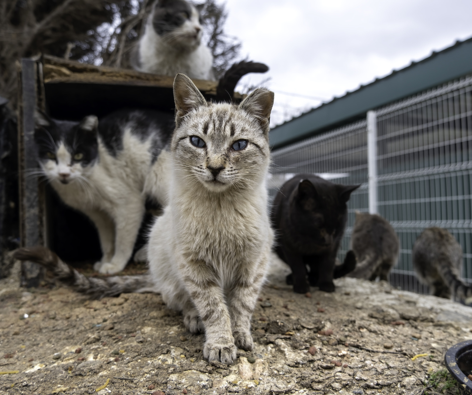Kastrathlon - a tak štěkám jako hrom, ať NENÍ koček milion!