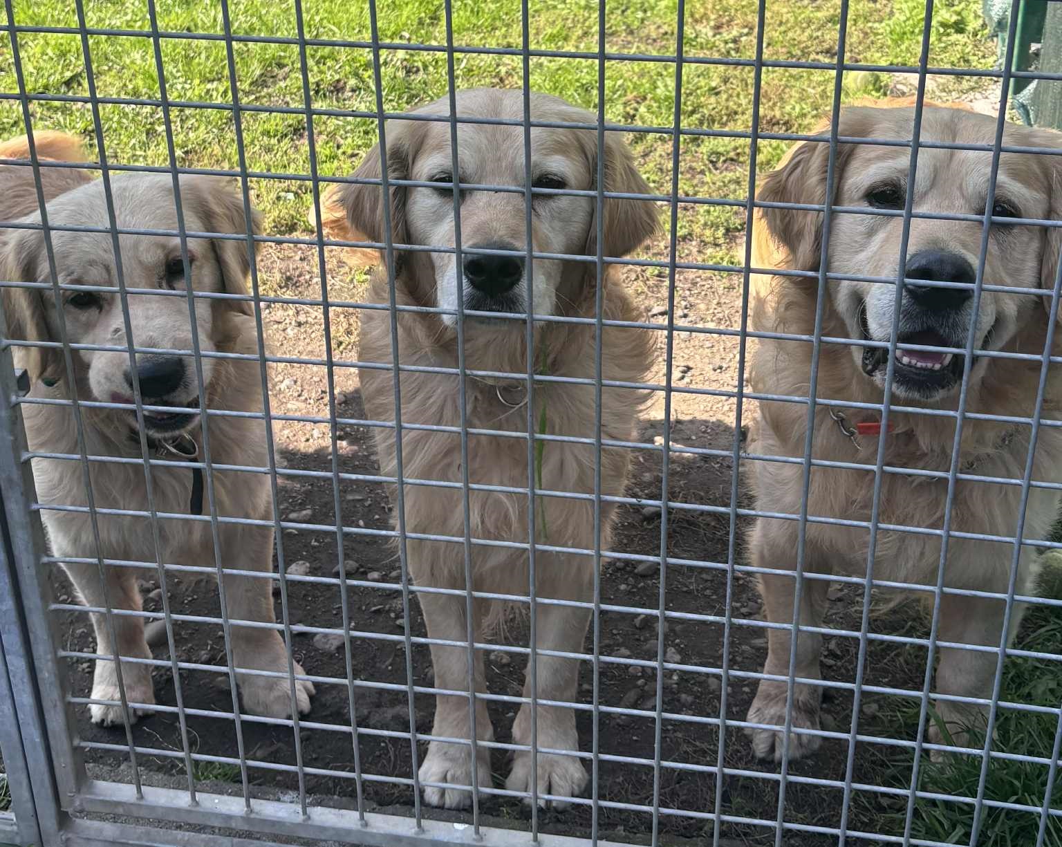 Pomoc pro psy a kočky