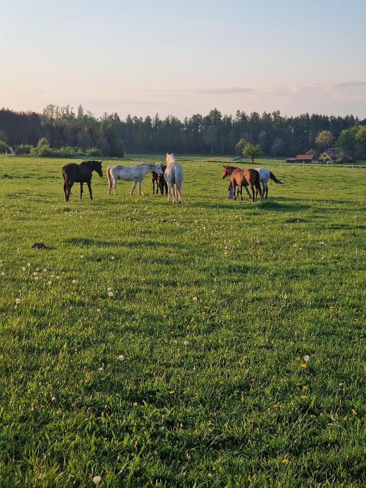 Senožravá kampaň pro Domov