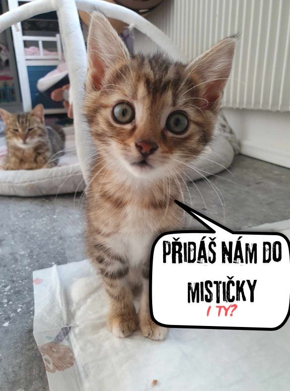Veterinární diey do útulku