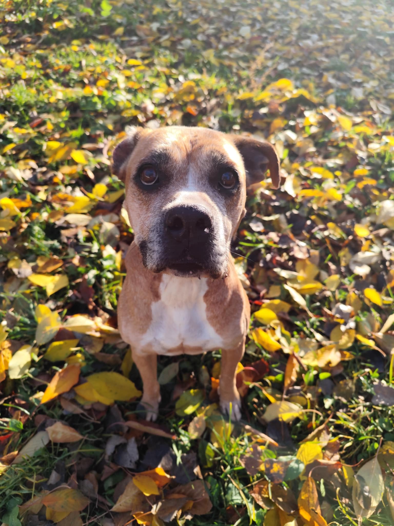 Pomoc pro statečnou Sáru