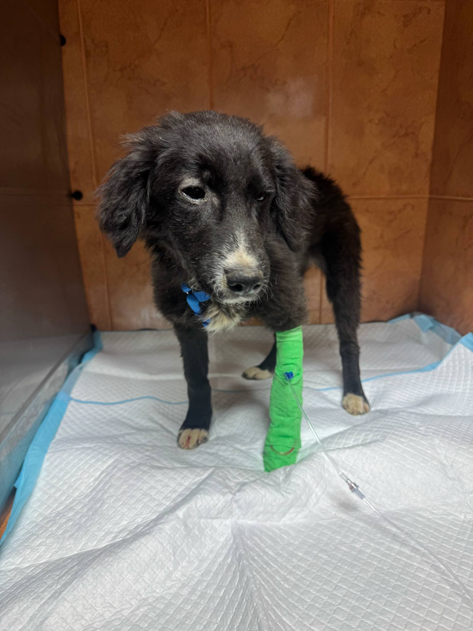 Pomozme Milice vybojovat druhou šanci na život