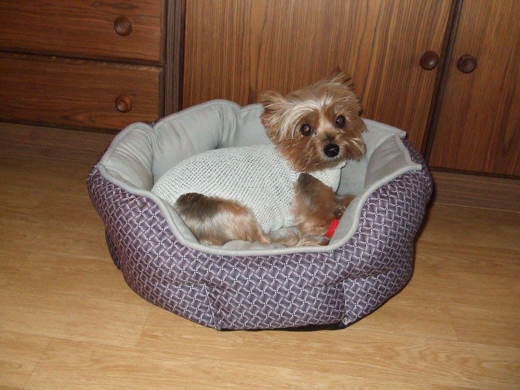 Krmivo a úhrada veterinárních výdajů psím útulkům