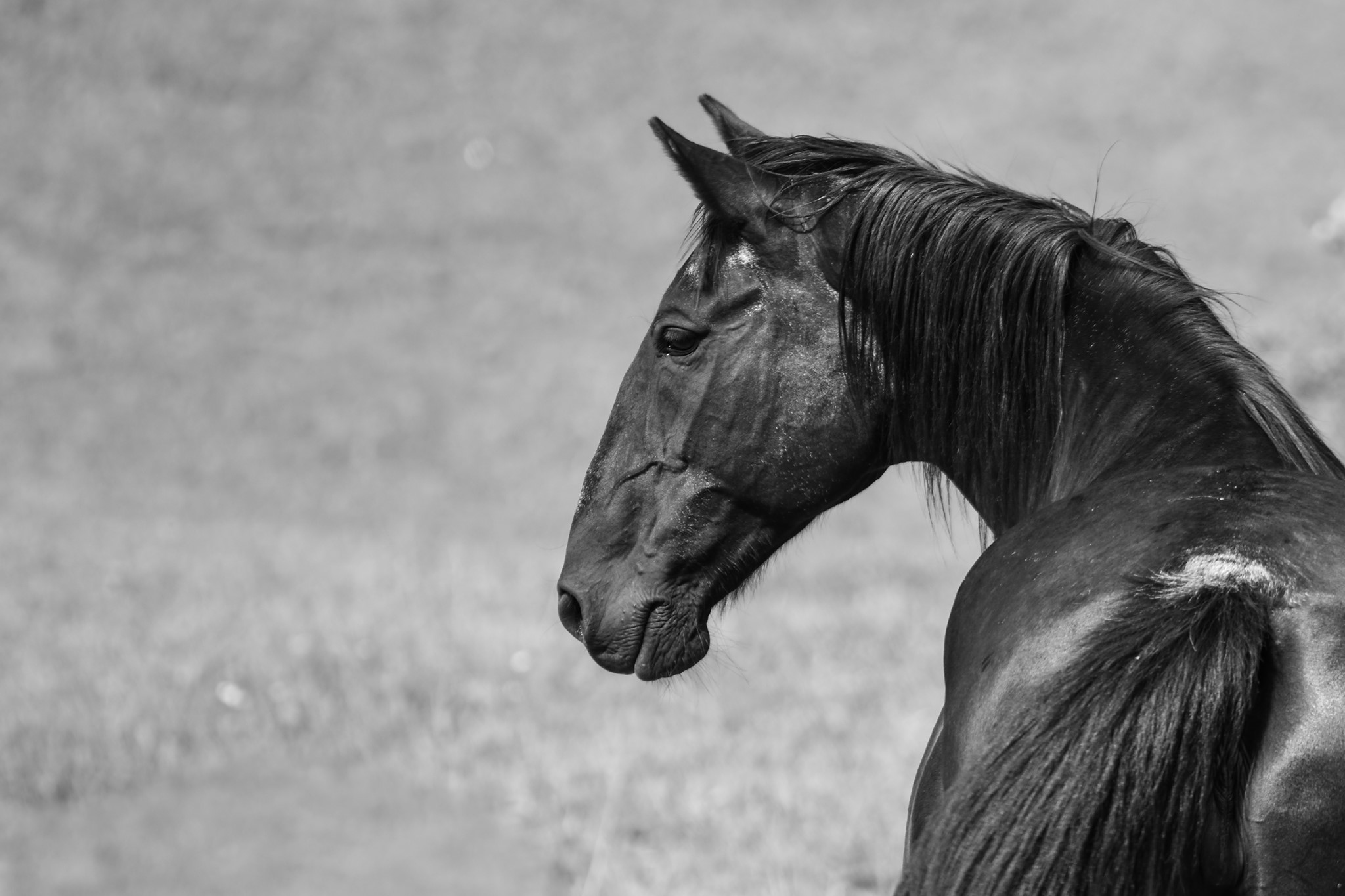 Podpořte Hiporehabilitační středisko Jupiter