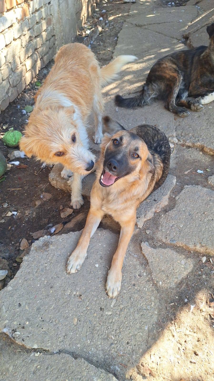 Pomoc pejskům v Rumunsku