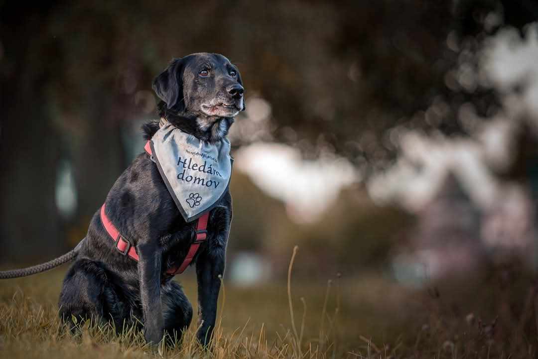 Nezdolatelný plot pro naše svěřence