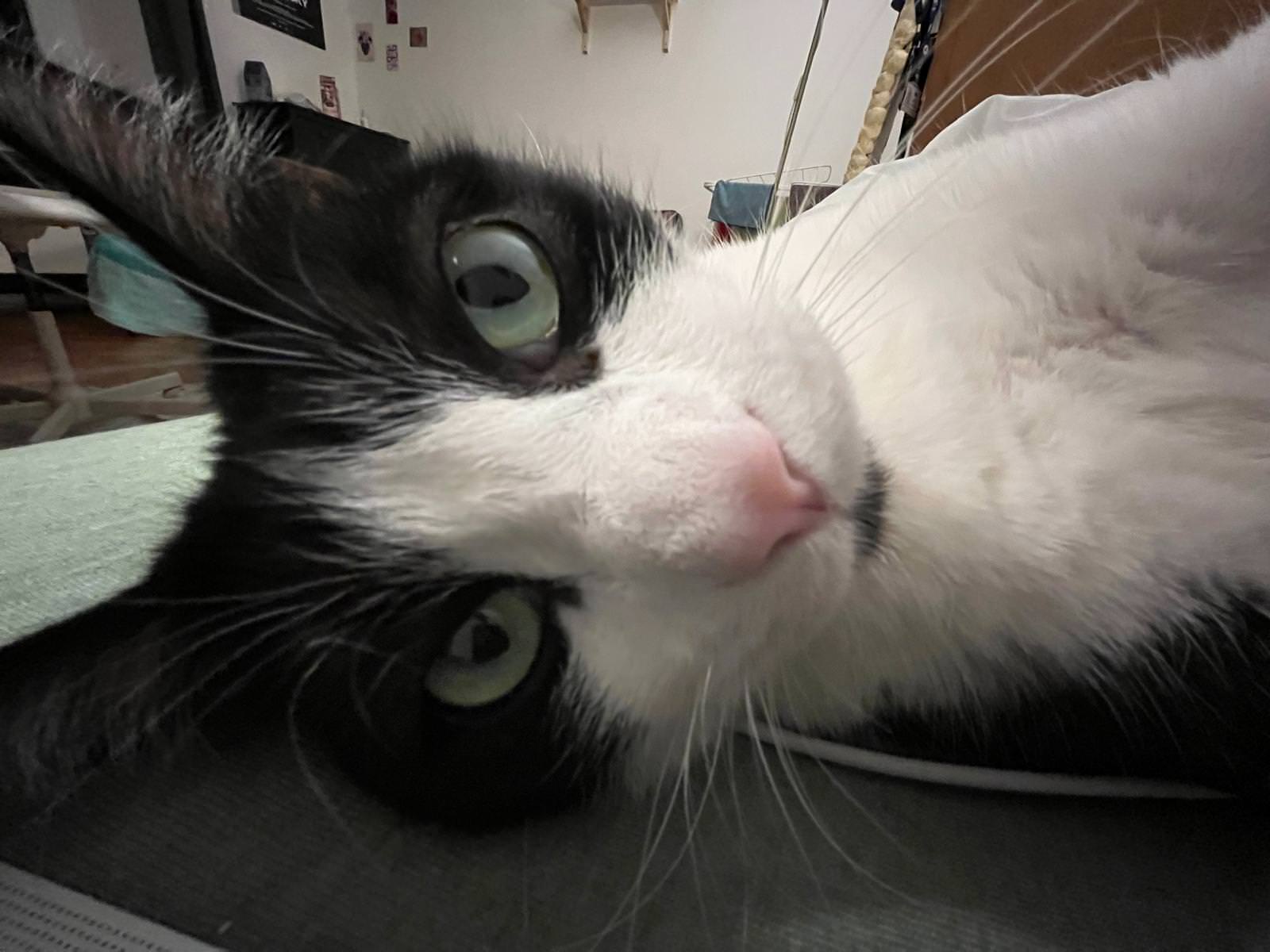 Prosíme, pomozte nám zaplatit Pandův účet za inhalátor na astma