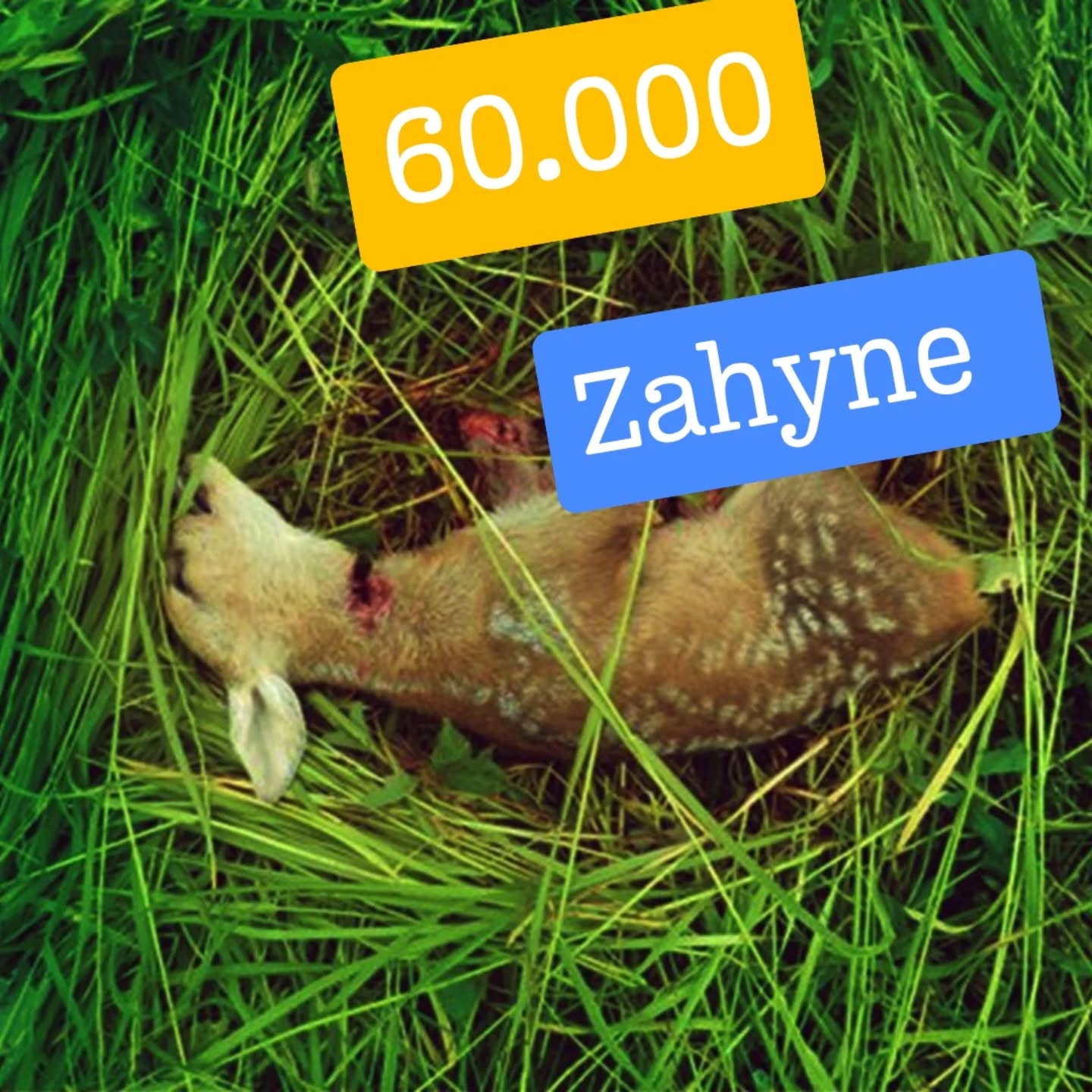 Zachraňme srnčata před posečením