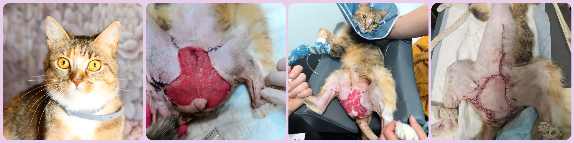 Pomozte nám vybudovat rodinný útulek Zrzečkovo