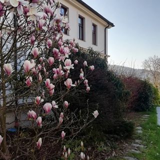 Zahrada pro Magnolii
