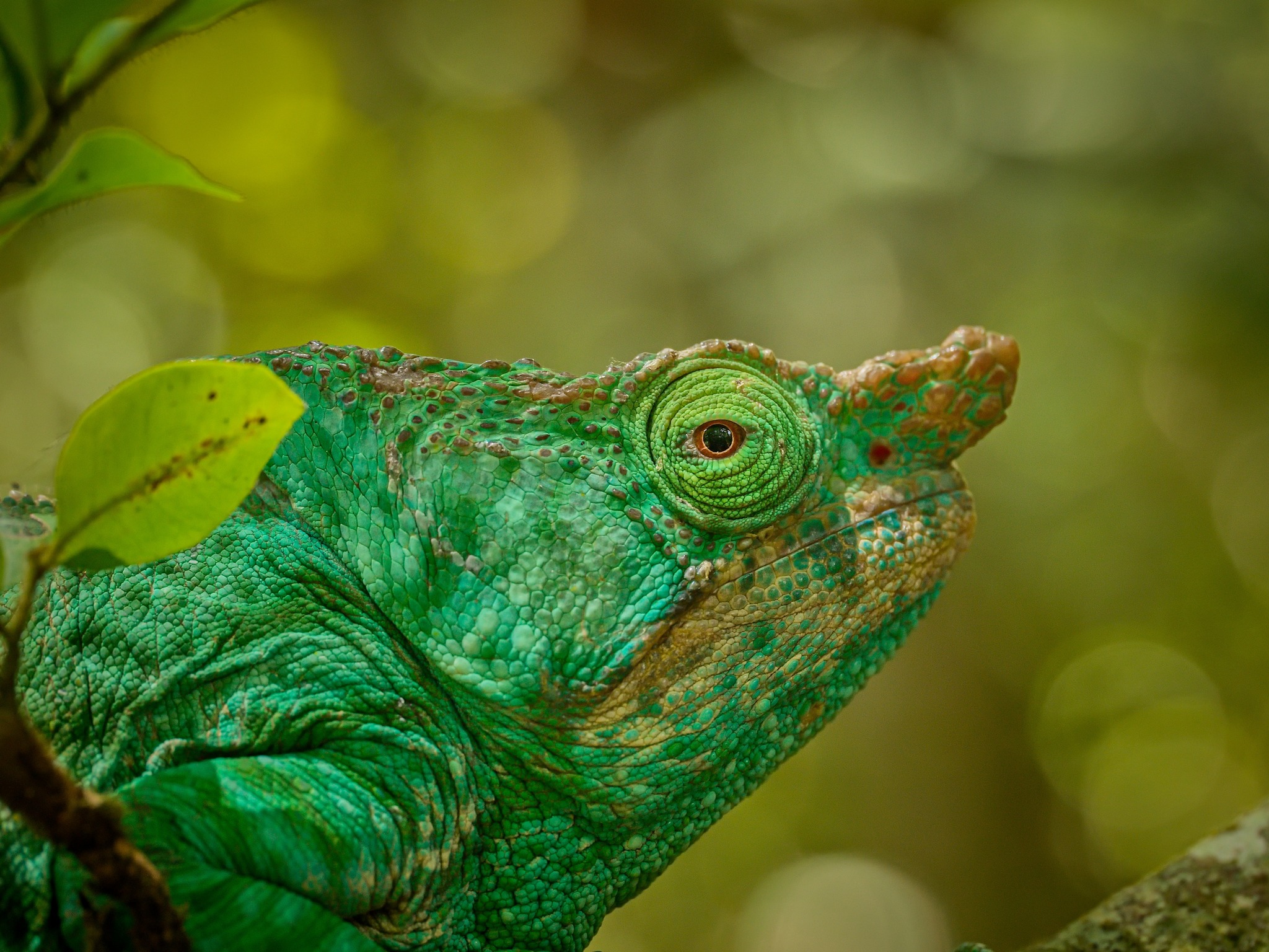 Zoo Zájezd startuje misi na záchranu chameleonů, aby svět neztratil barvy