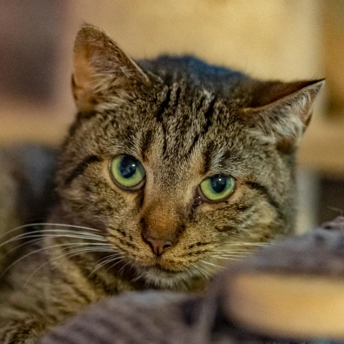 Sbírka na nákup léčiva na léčbu FIP