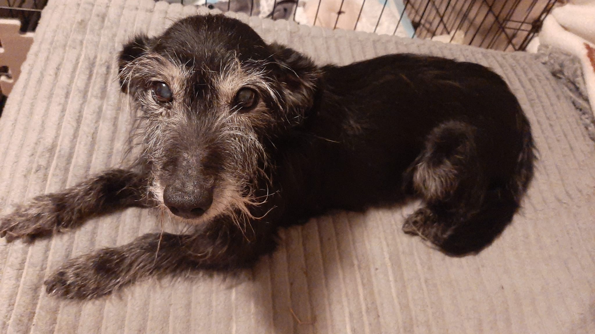 O chlup lepší psí důchod