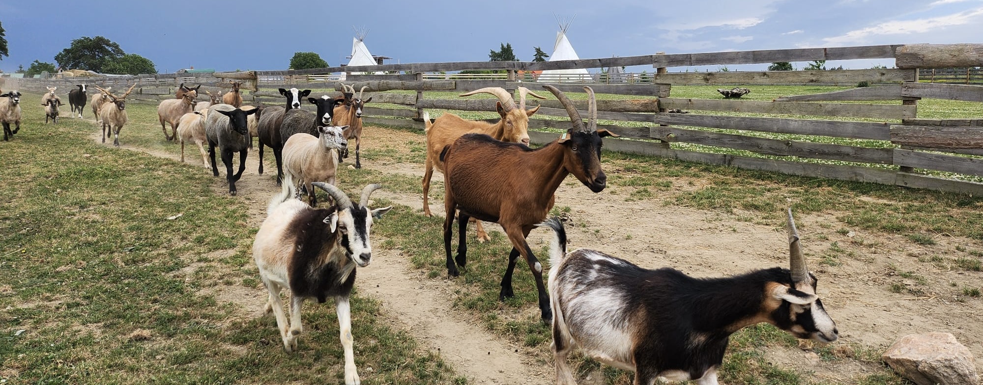 SOUCITNÉ VELIKONOCE POPÁTÉ
