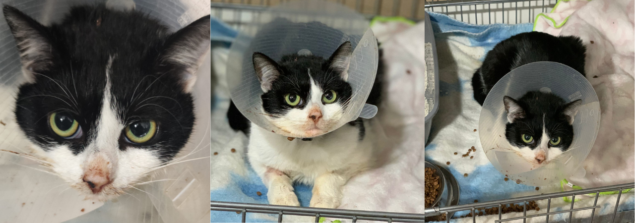 Od přežití ho dělí 60 000 Kč