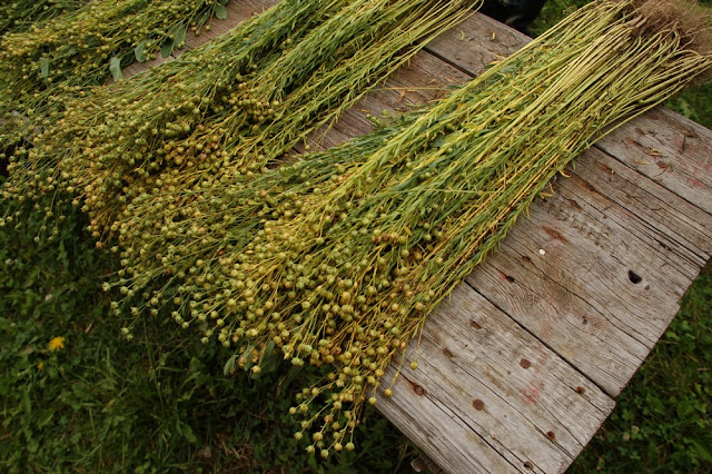 Len nad zlato - program obnovy pěstování lnu i hodnot, které v sobě má.