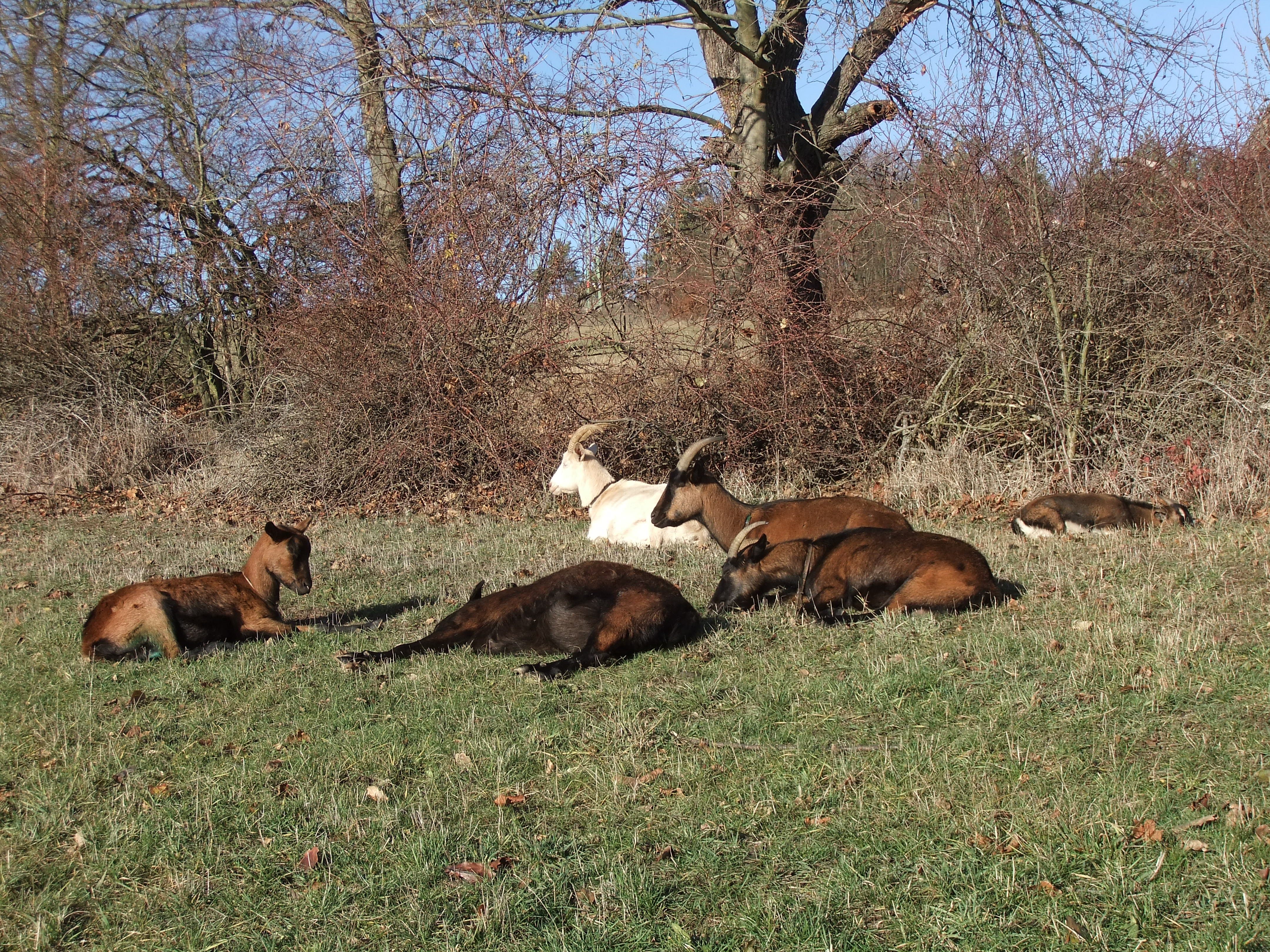 Sbírka na auto pro chlupatou partu.❤️🐐🐐🐐🐑