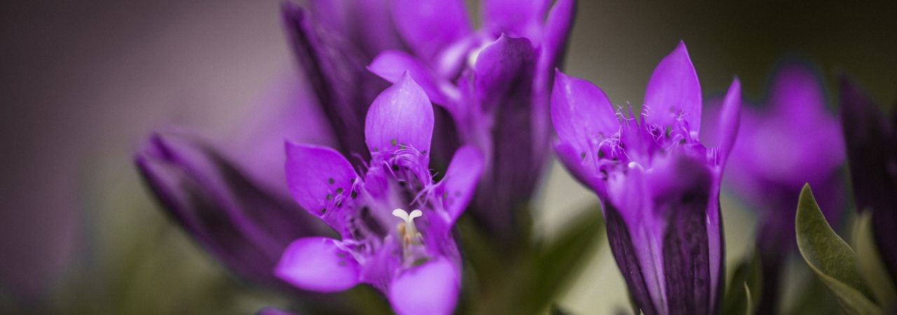 Pište s námi příběh české přírody: Rok hořců