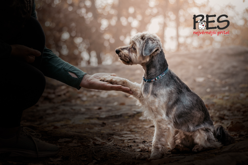 🐾Společně za psí životy🐾
