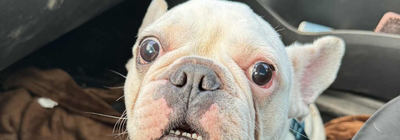 Pomozte zachránit zanedbaného buldočka Emila