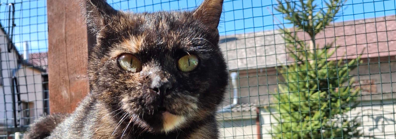 Pomozte Nině s rakovinou zajistit magnetickou rezonanci