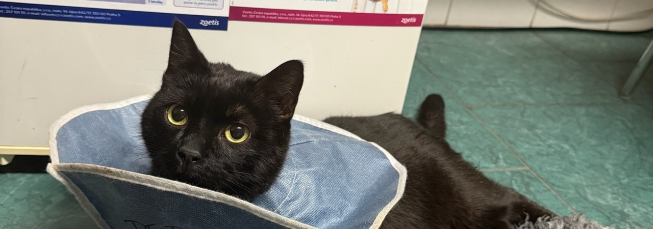 Pomozte ochrnutému kocourkovi