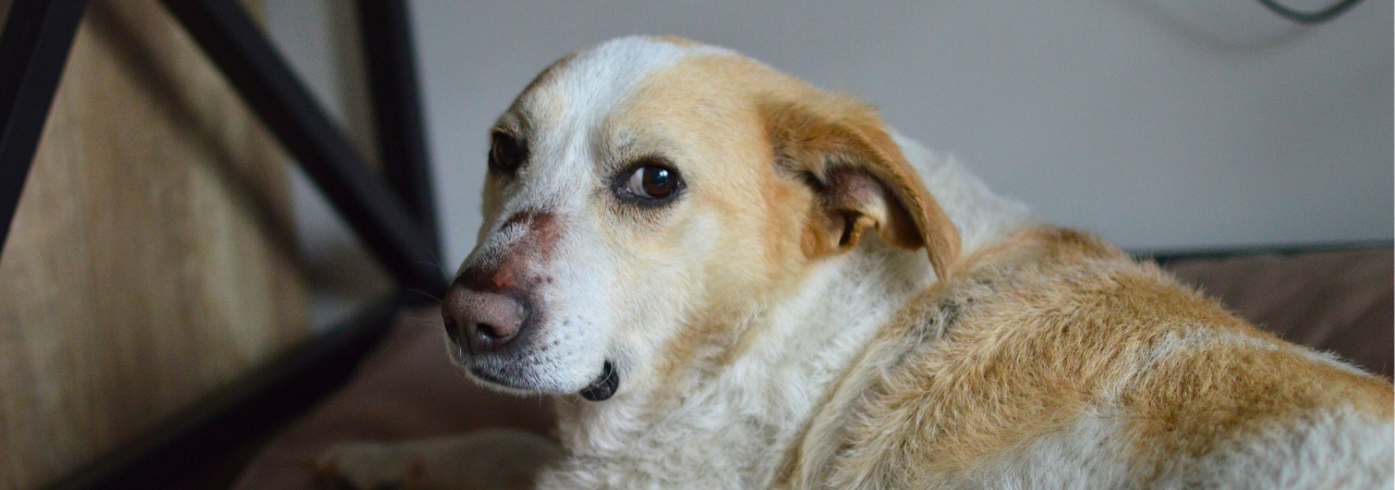Veterinární péče pro Poca Loca