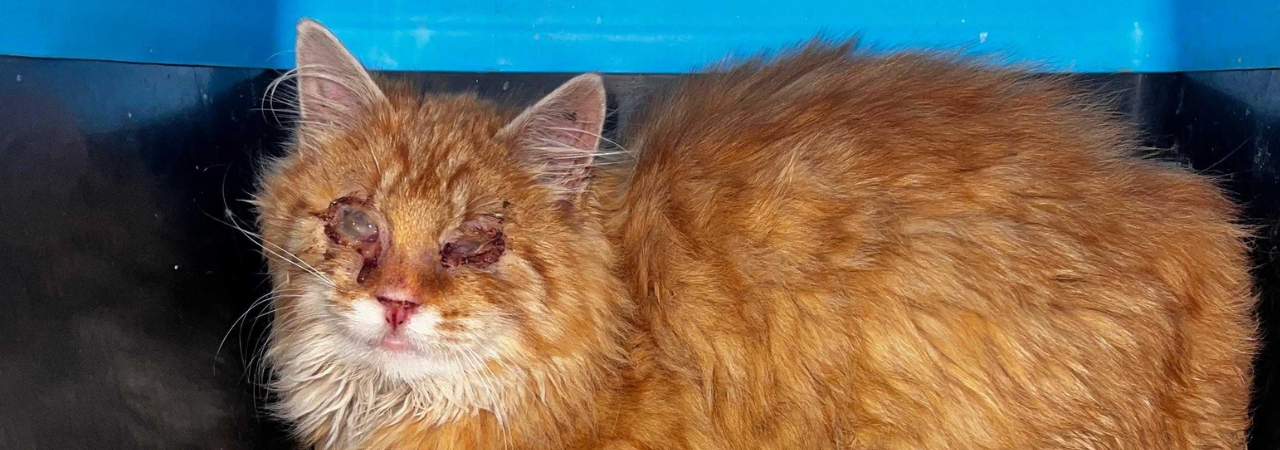 Druhá šance pro slepého kocourka