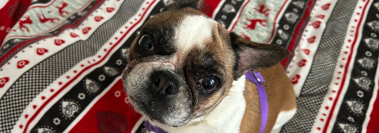 Přispějte Langustě na odstranění útvaru u oka, prosím