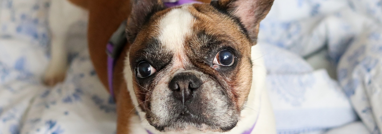 Langusta slaví 2. zachráněniny