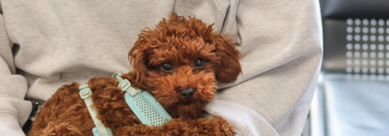 Pomozte zajistit vyšetření a léčbu nemocnému štěňátku, prosím