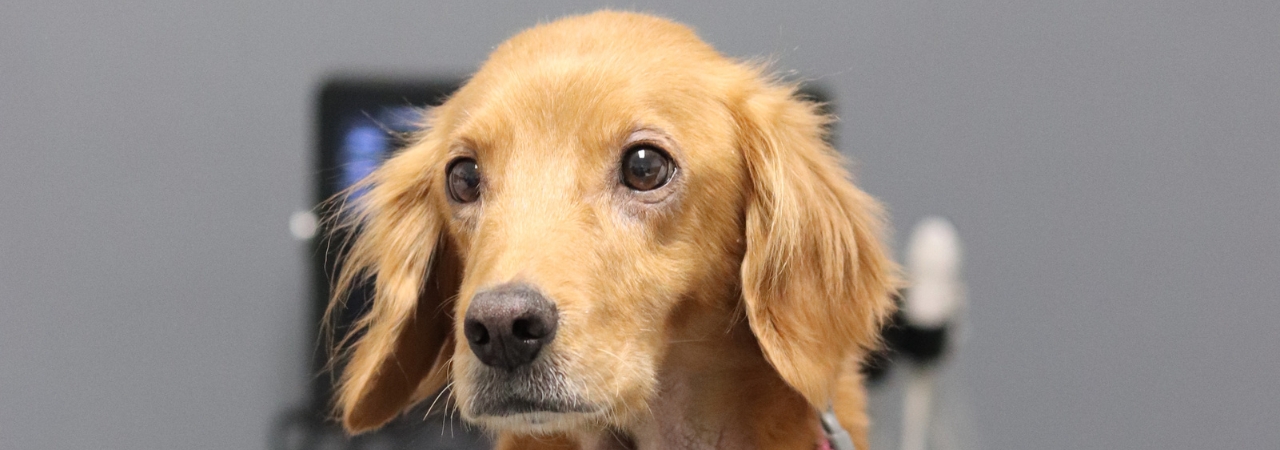 Magnetická rezonance pro Malinu