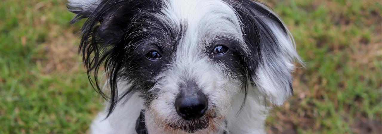 Nový život pro Nikolase