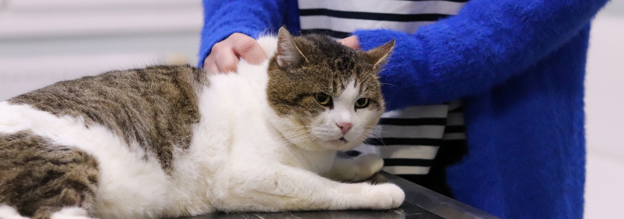 Dejme šanci ochrnutému kocourkovi