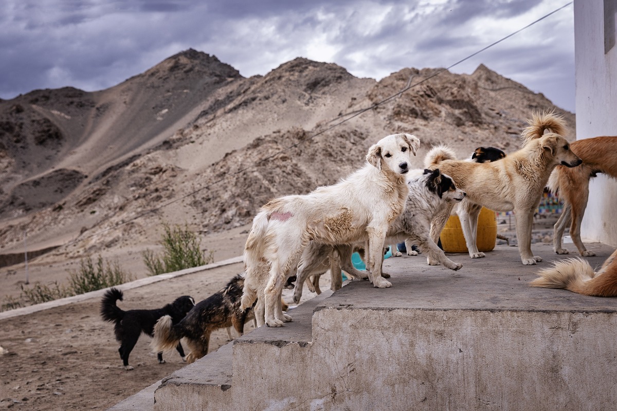 Psí útulek V Ladakhu