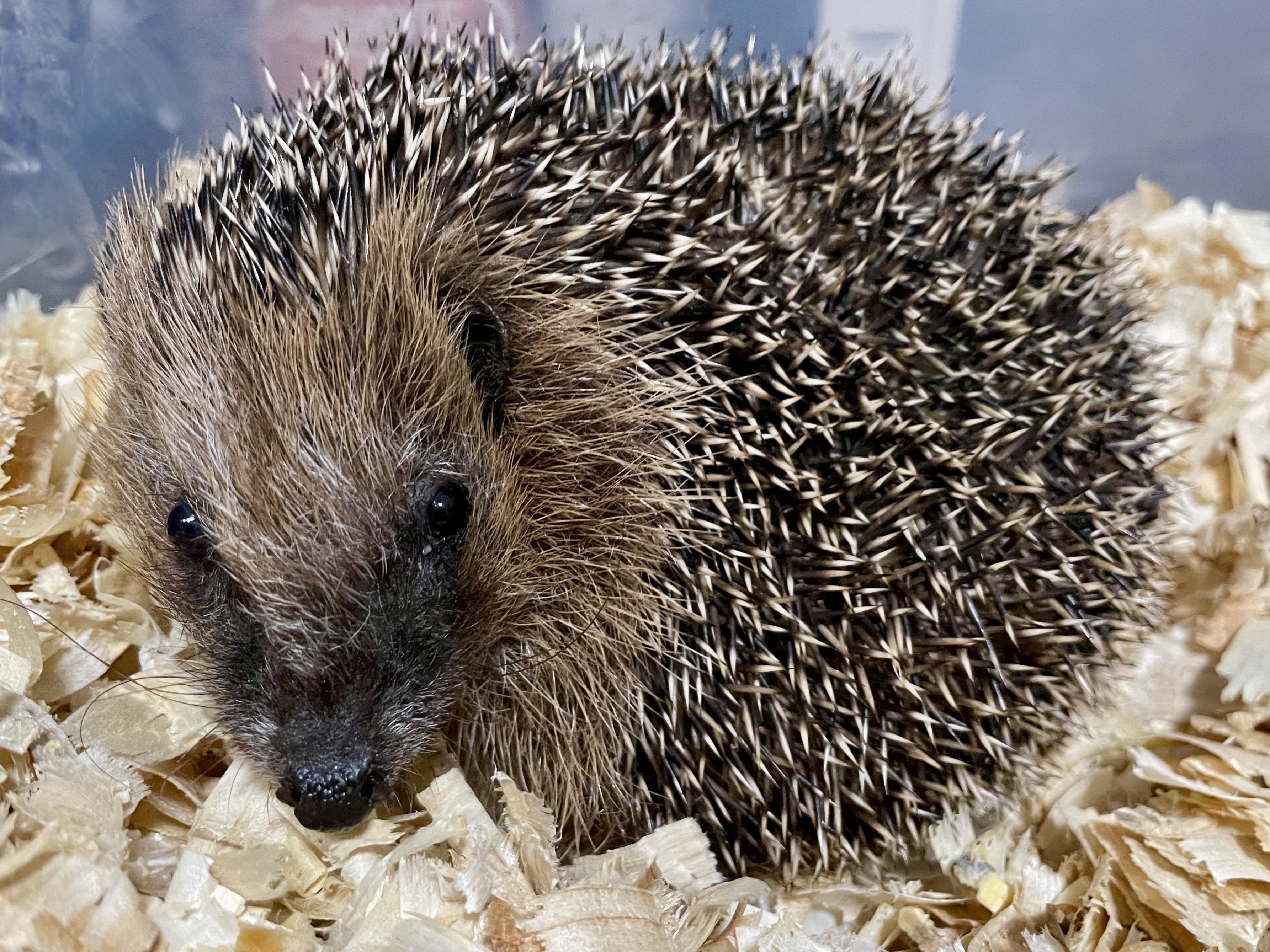 Buďte ježčím Ježíškem