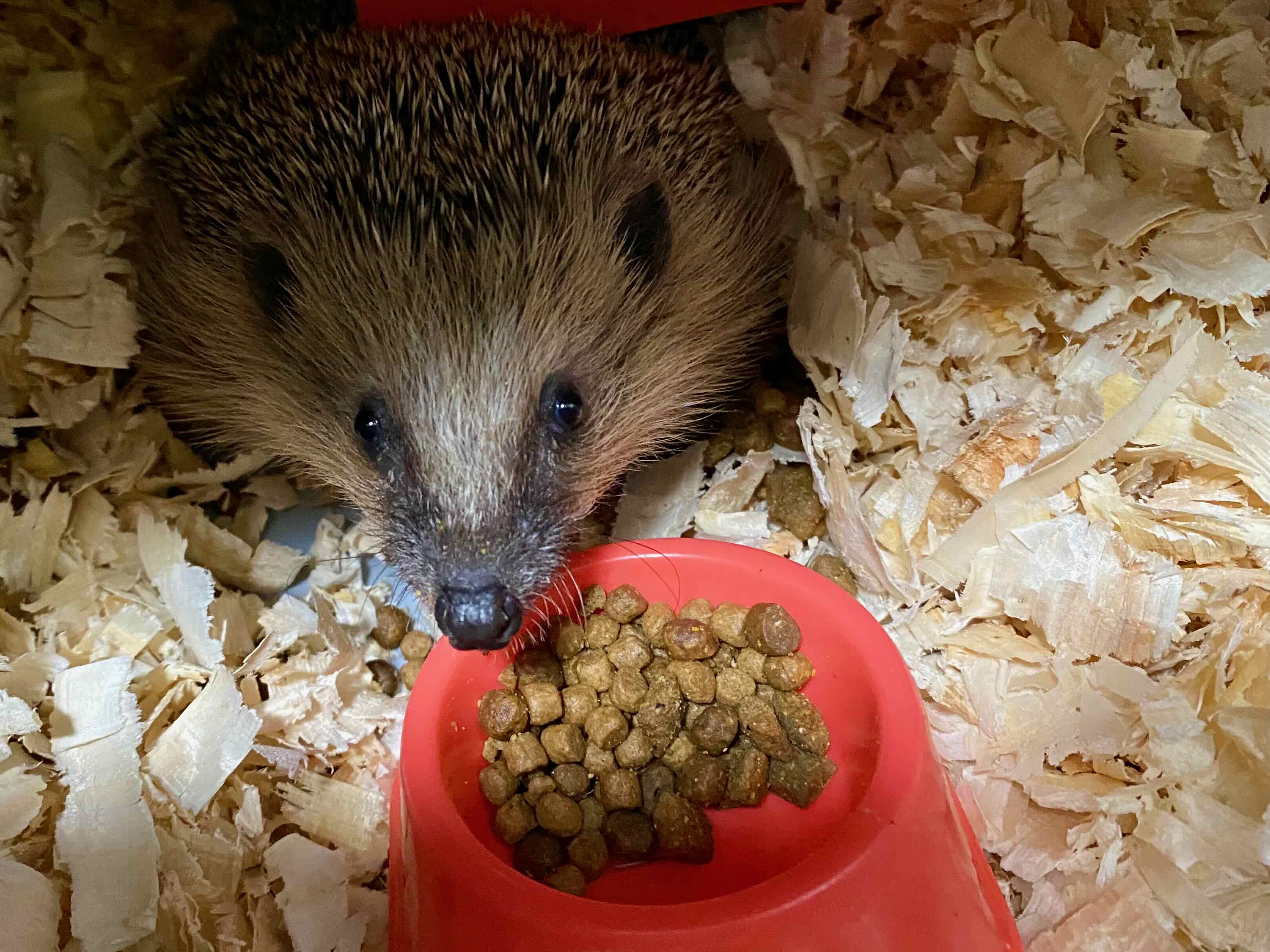 Druhá šance pro ježky