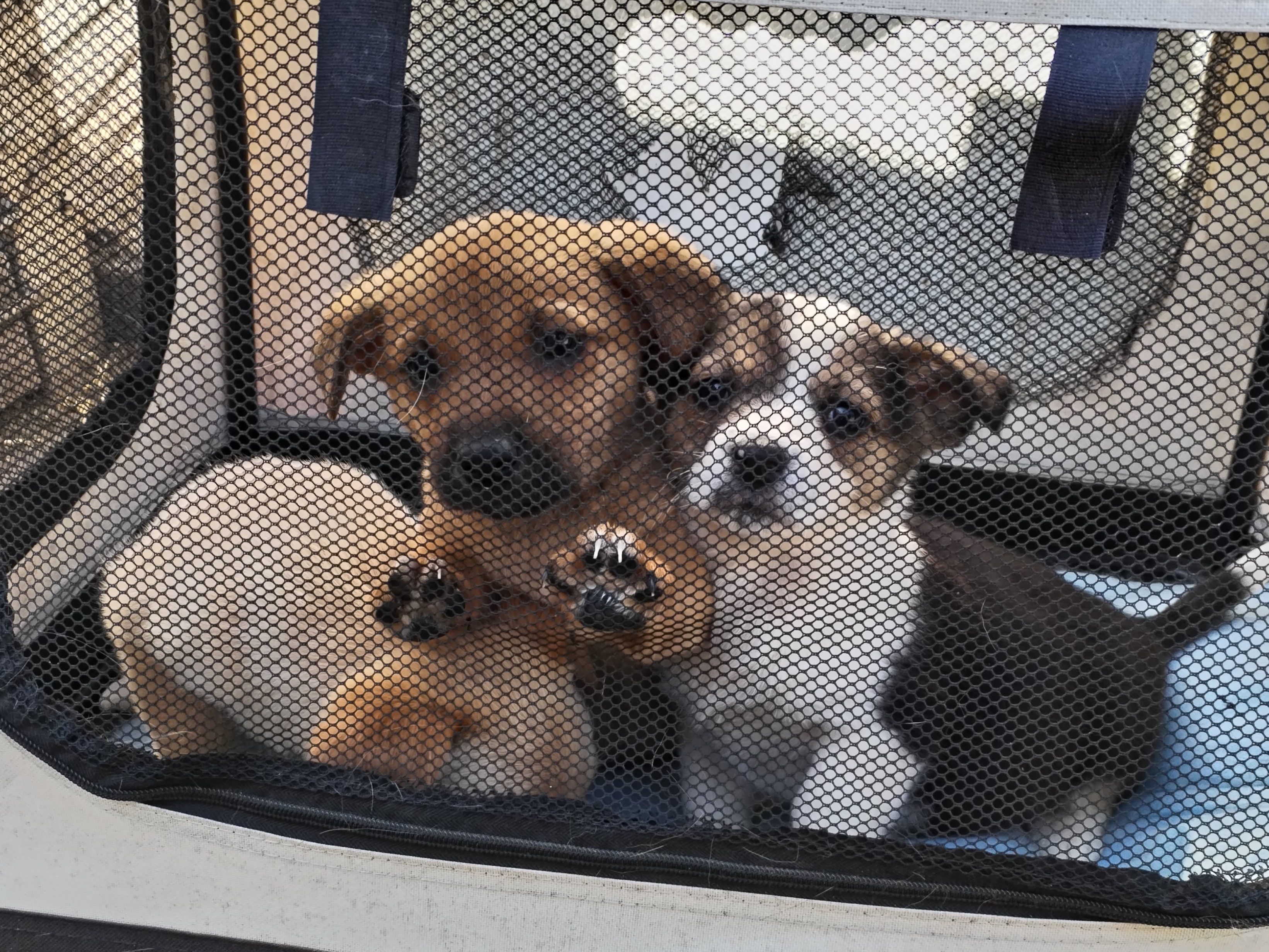 Pomozme pejskům bez domova