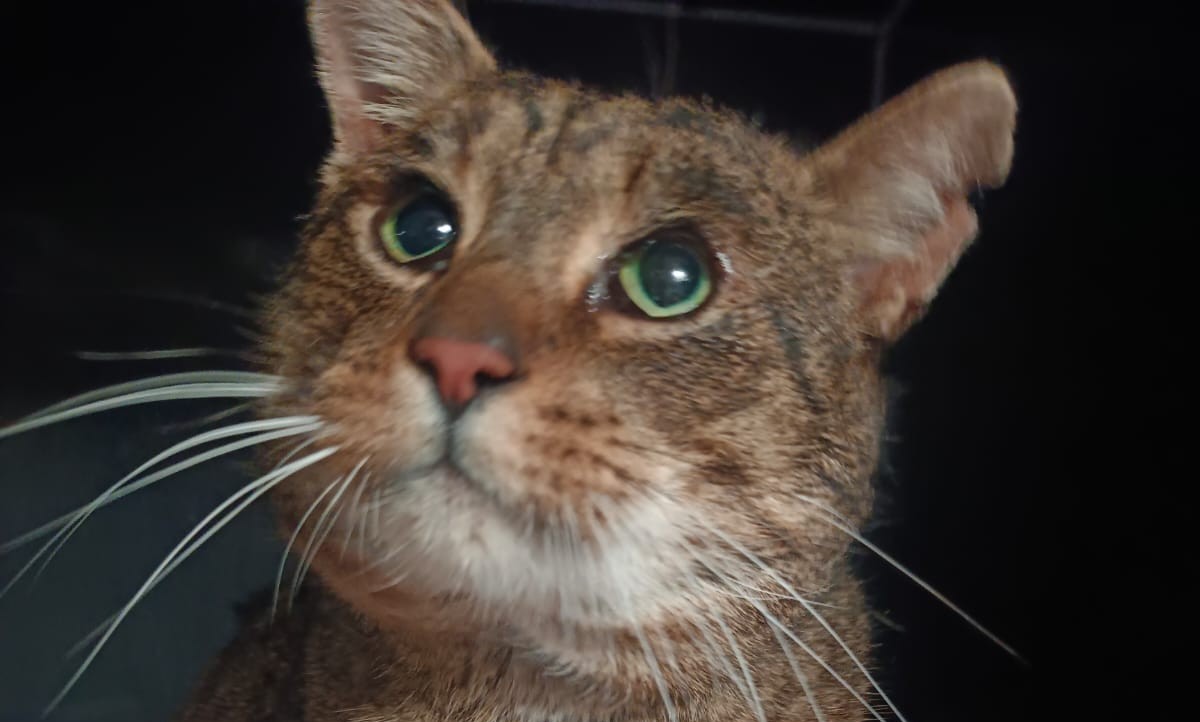 Pomozme Mannymu vstát a znovu chodit