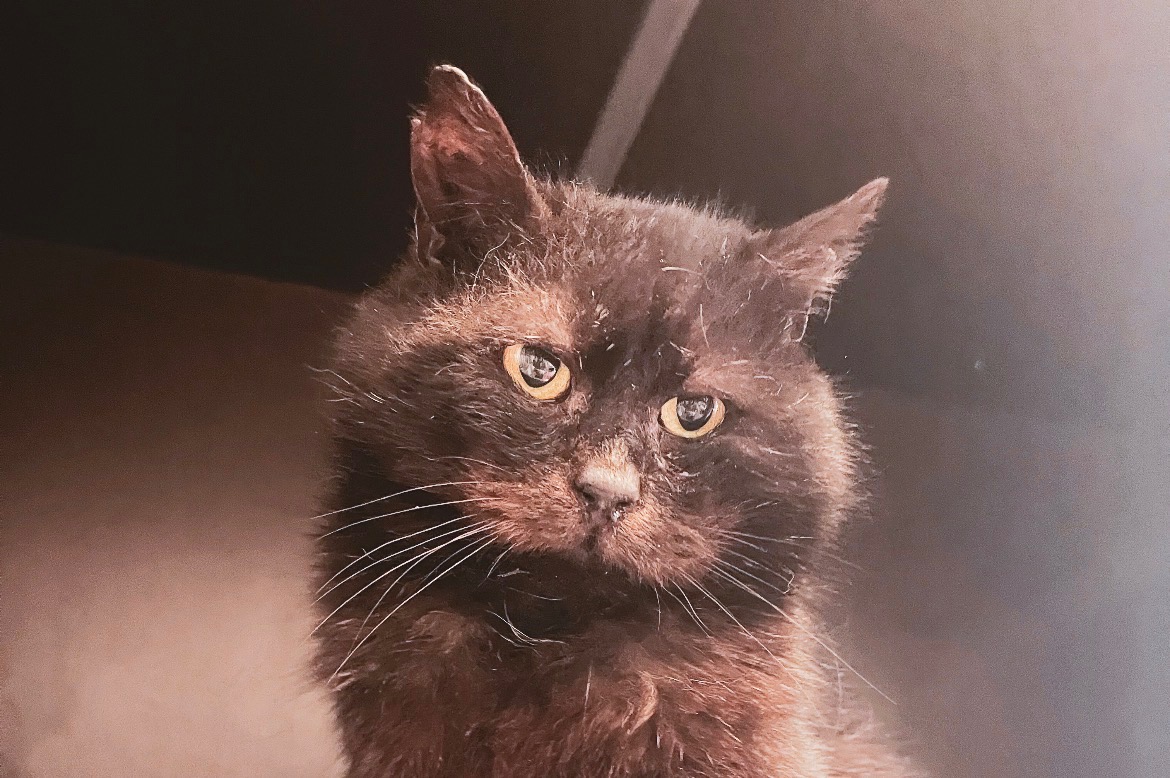 Bezpečné zázemí pro kočky: hospitalizační boxy pro Fousek z.s.