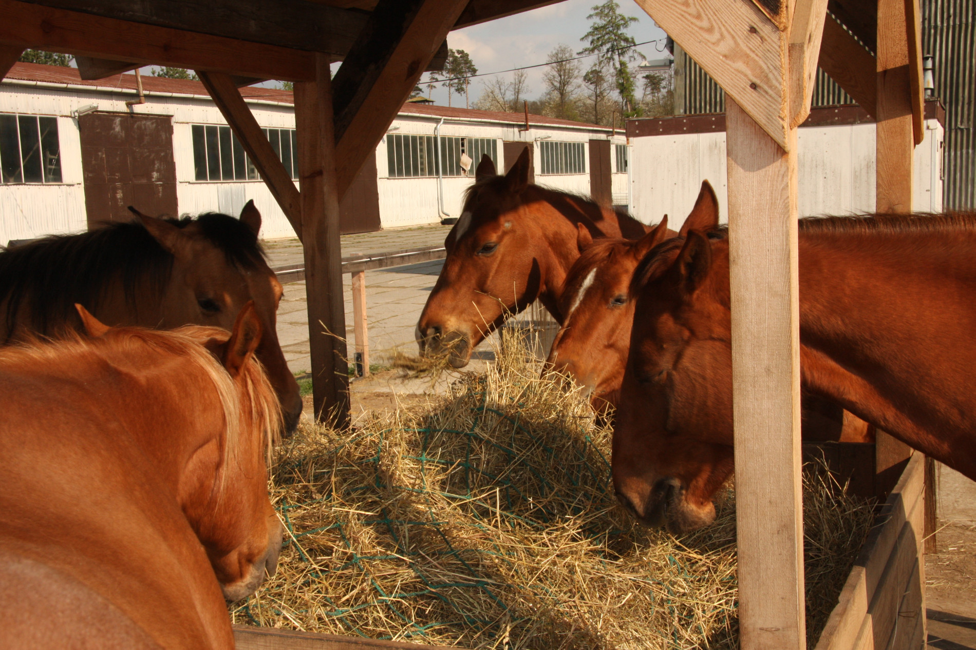 Seno pro naše koníky 2026