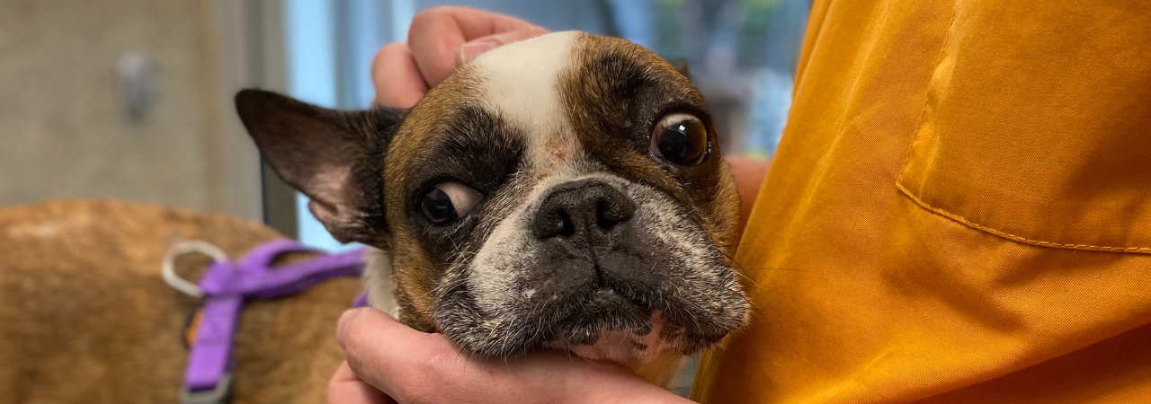 Fyzioterapie pro Langustu