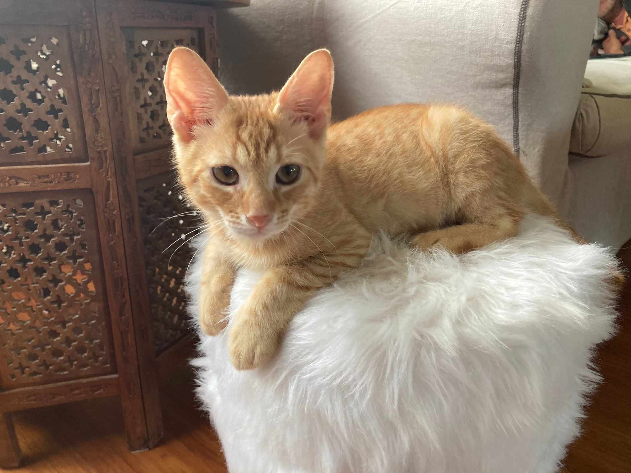 Kastrace venkovních koček