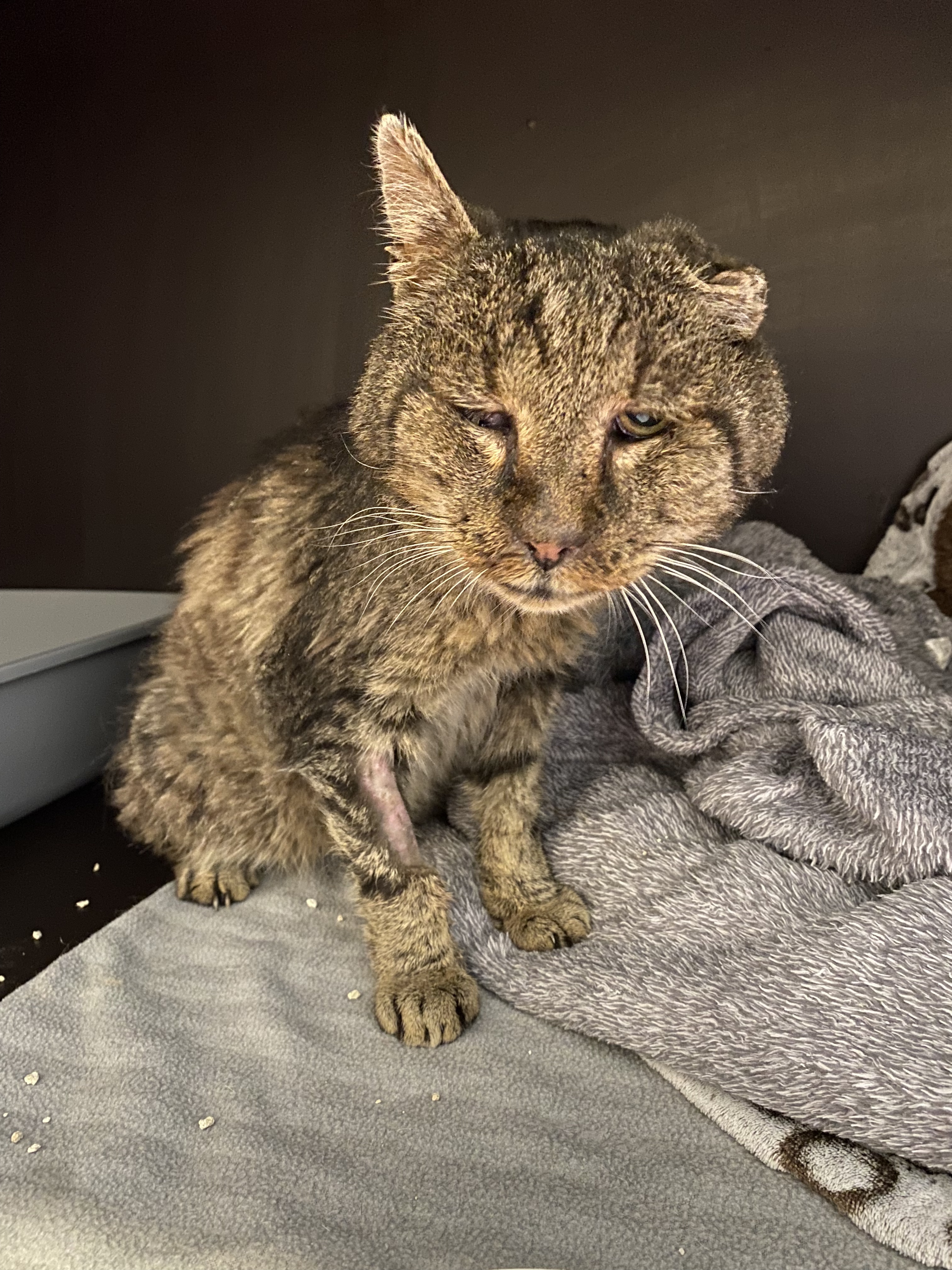 Laserová péče pro týrané kočky